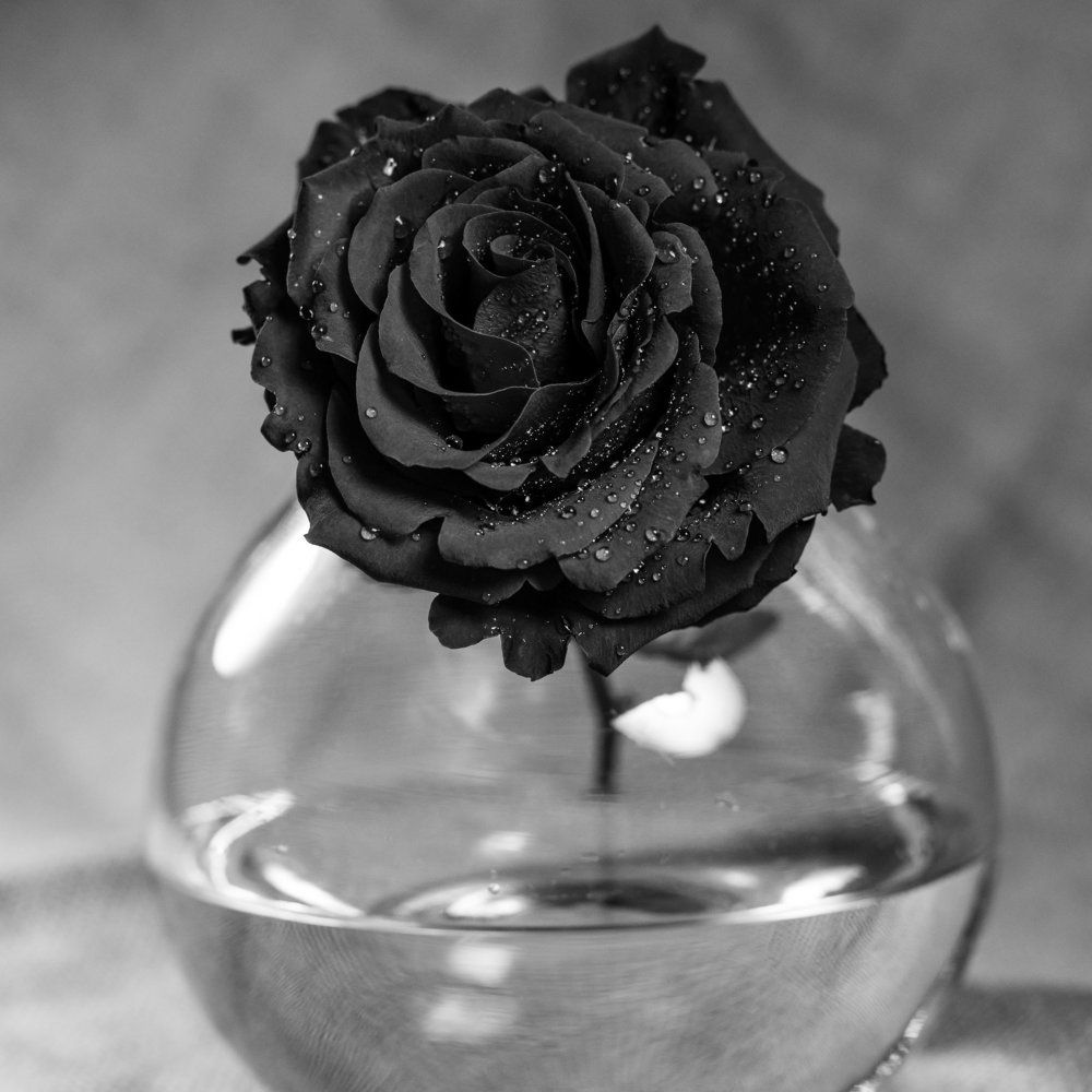 Черная роза.