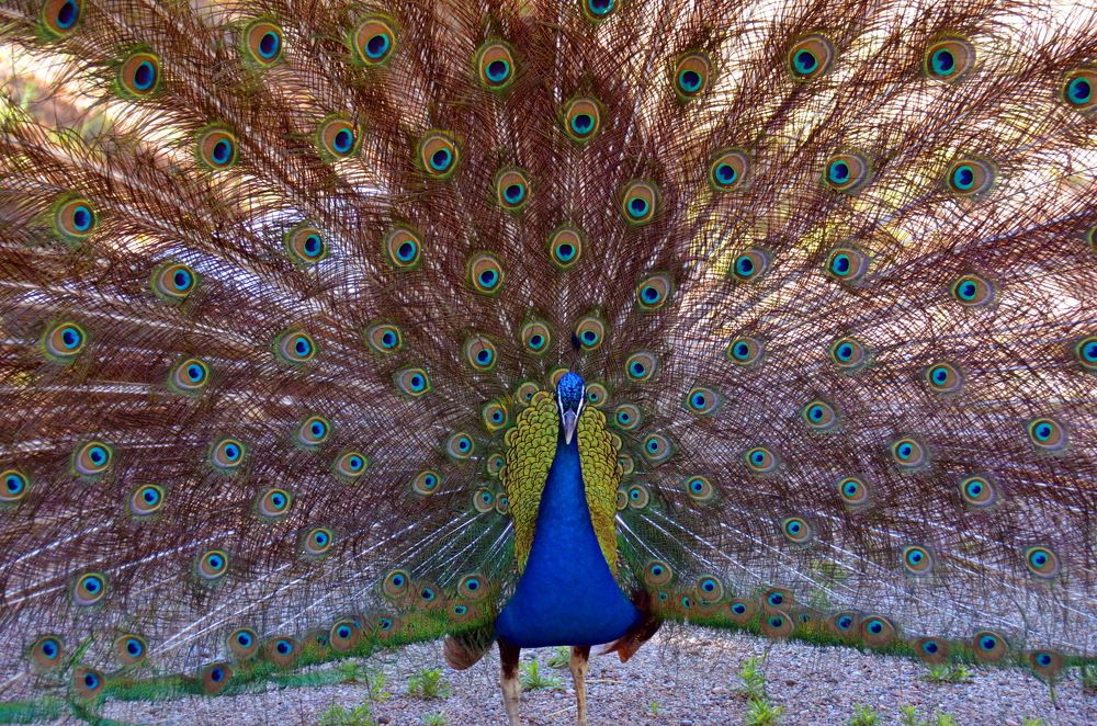 Рисунок природы