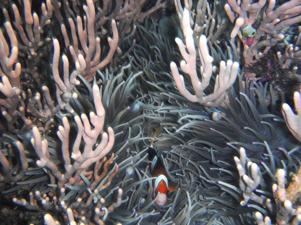 Аллея актиний