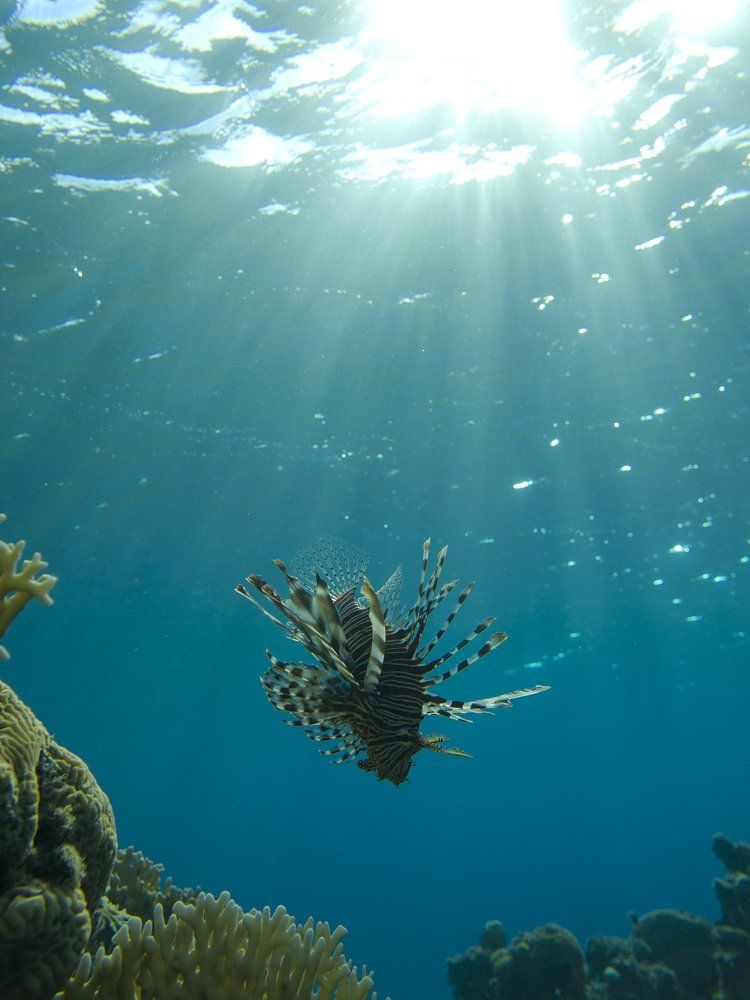 Парящая над рифом