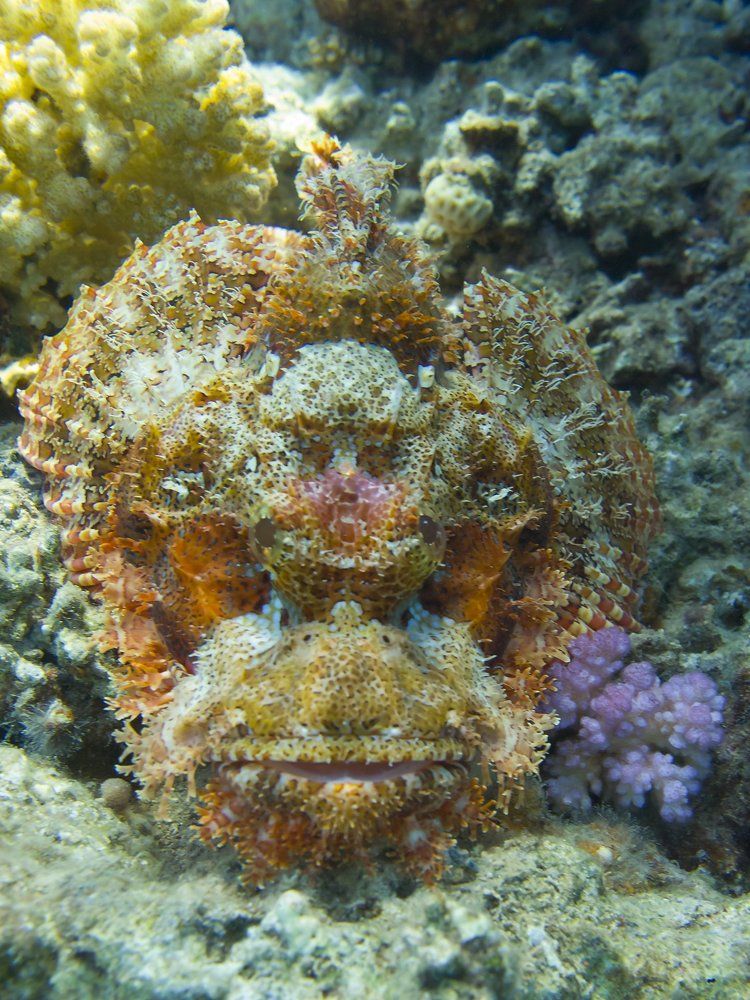 Портрет скорпены