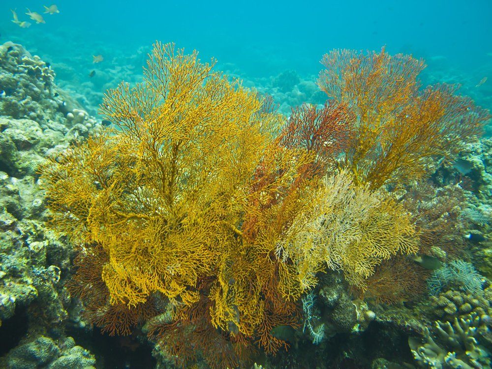 Коралловые сады