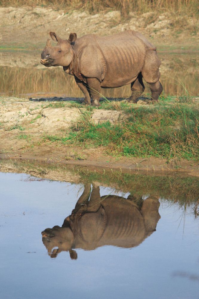 One Horned Rhinoceros