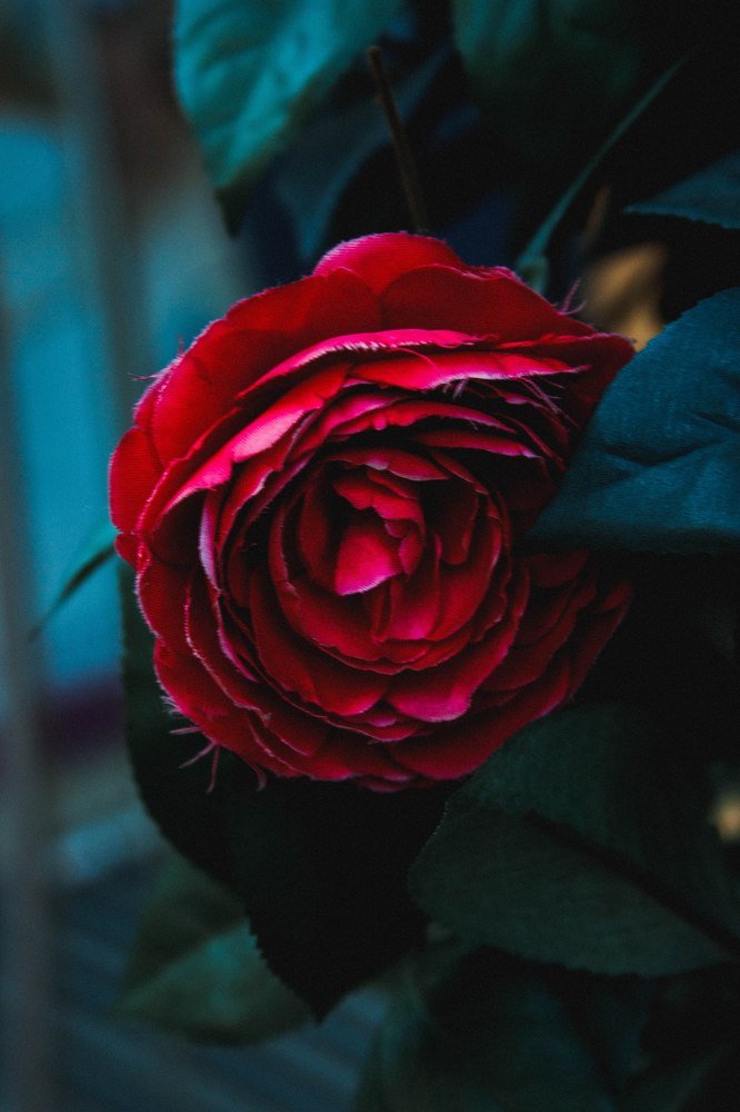 Photograph by Элина Данелия