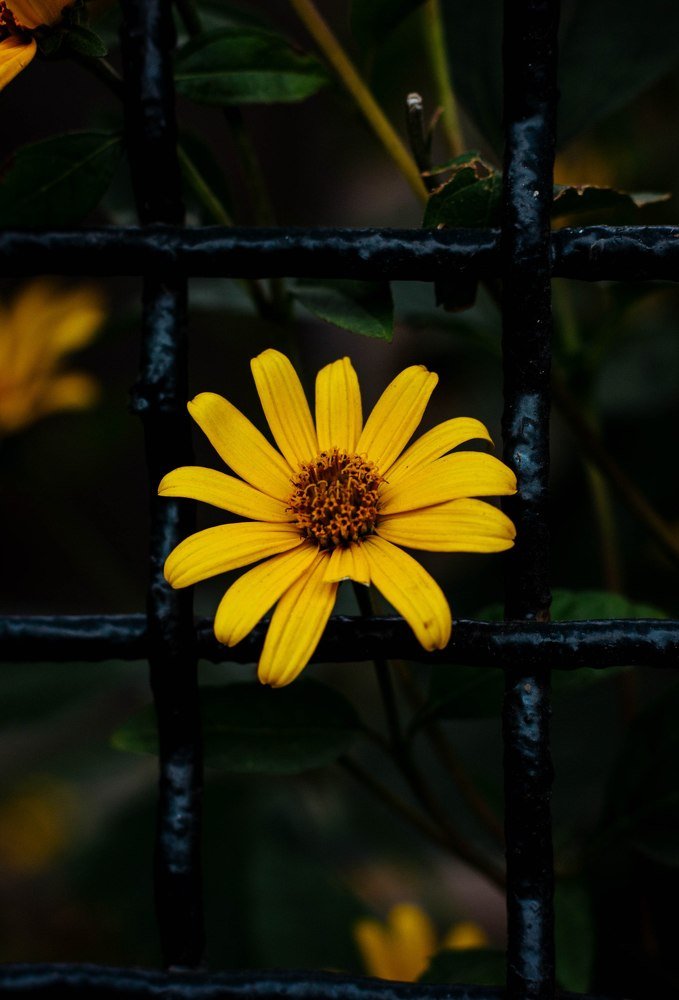 Photograph by Элина Данелия