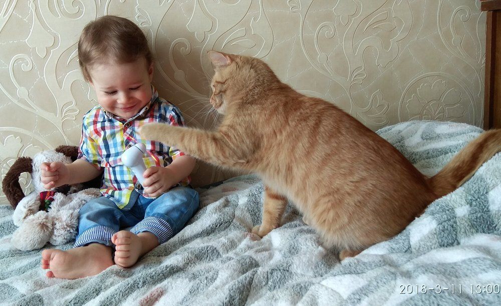 Лучший друг кота
