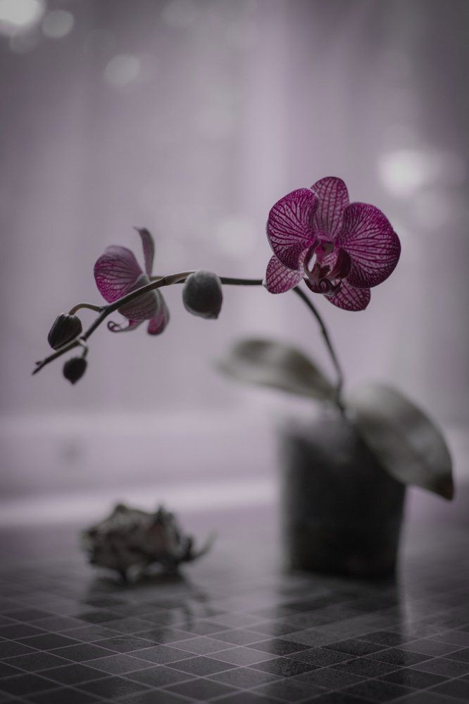 Натюрморт с орхидеей