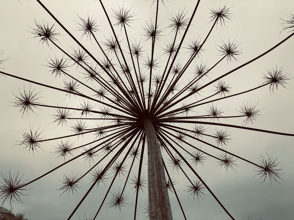 Небесные жучки