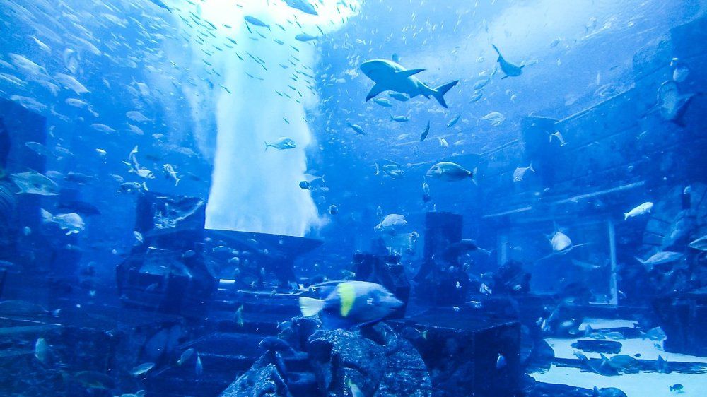 Вид из номера отеля Atlantis The Palm. Dubai