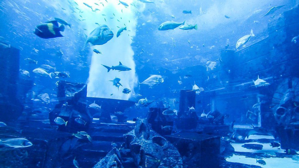 Вид из номера отеля Atlantis The Palm. Dubai