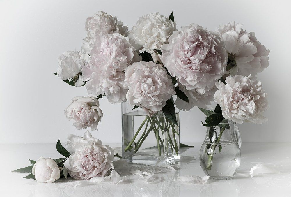 Нежные пионы