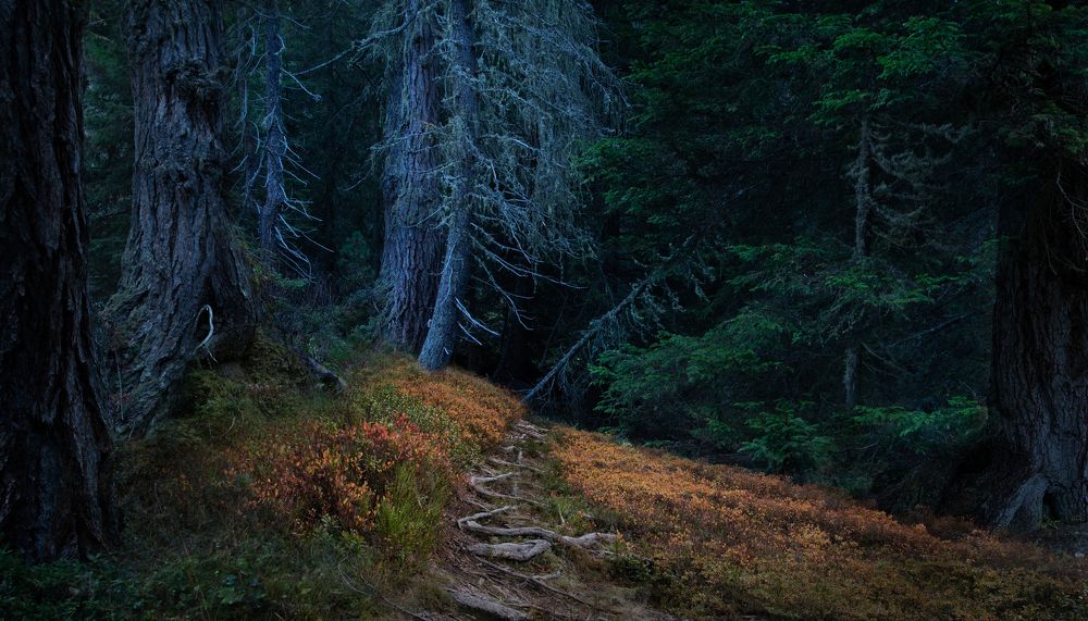 Волшебный лес