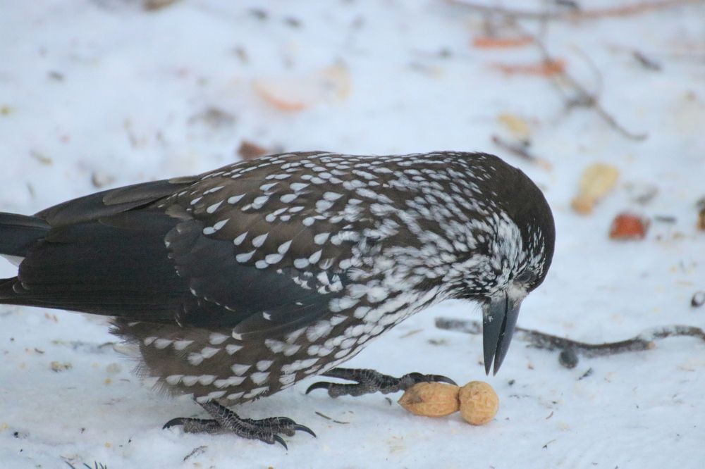 Завтрак кедровки
