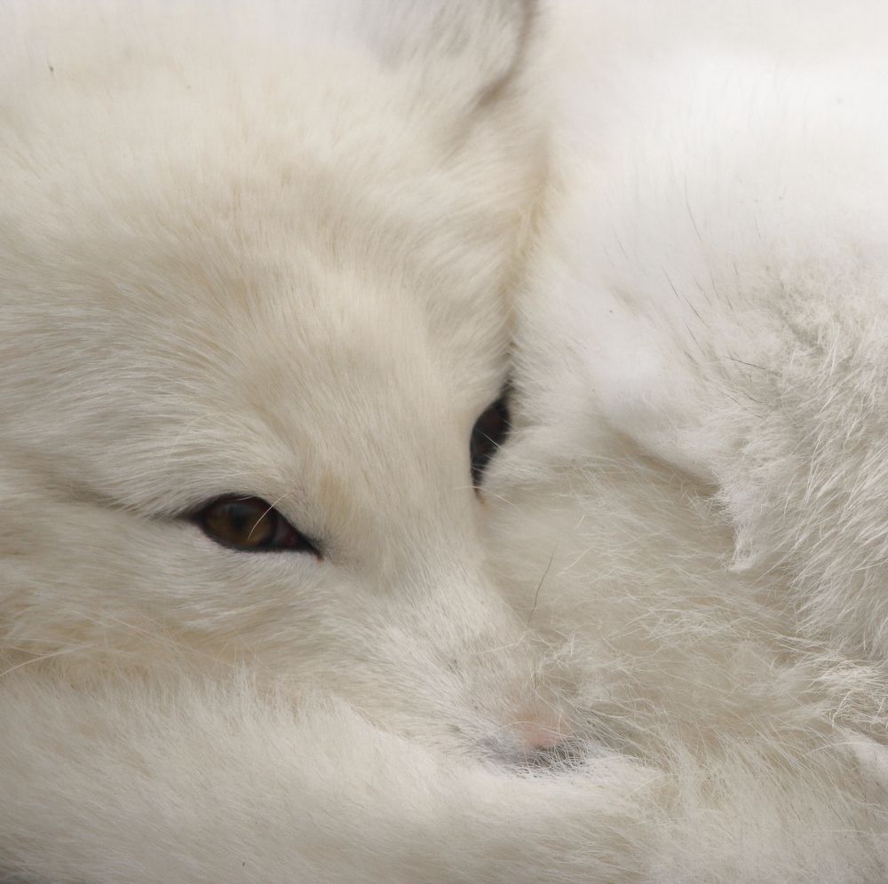 ARCTIC FOX SLEEPING