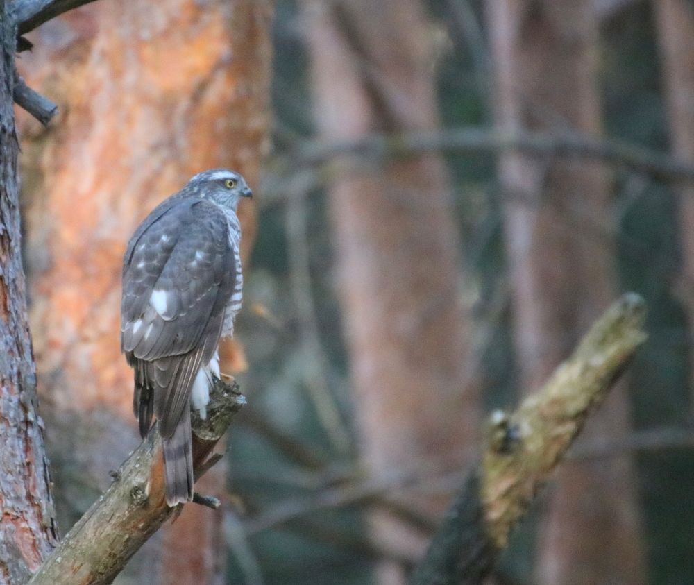 Перепелятник
