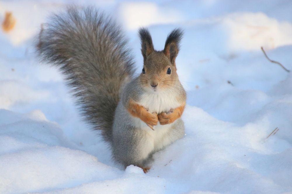 Из жизни белок и кедровки