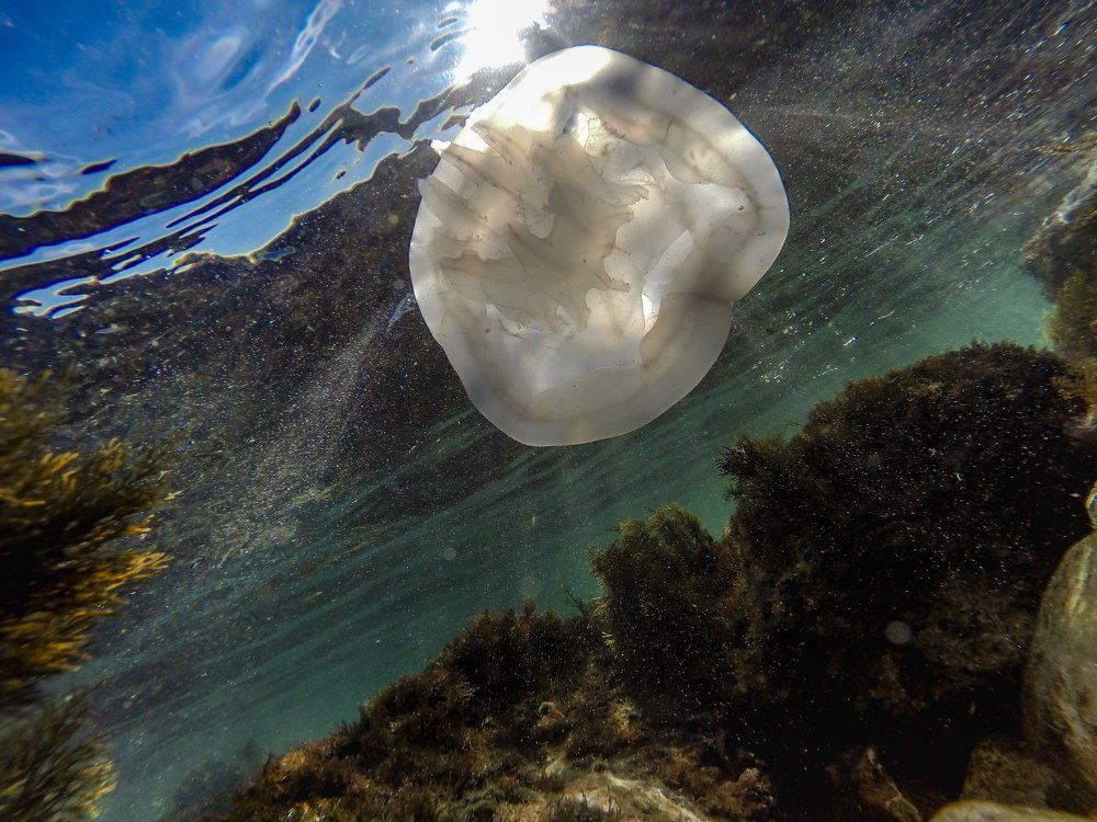 Обитательница моря