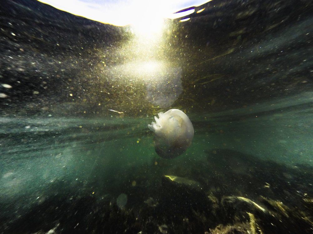 Спутница моря