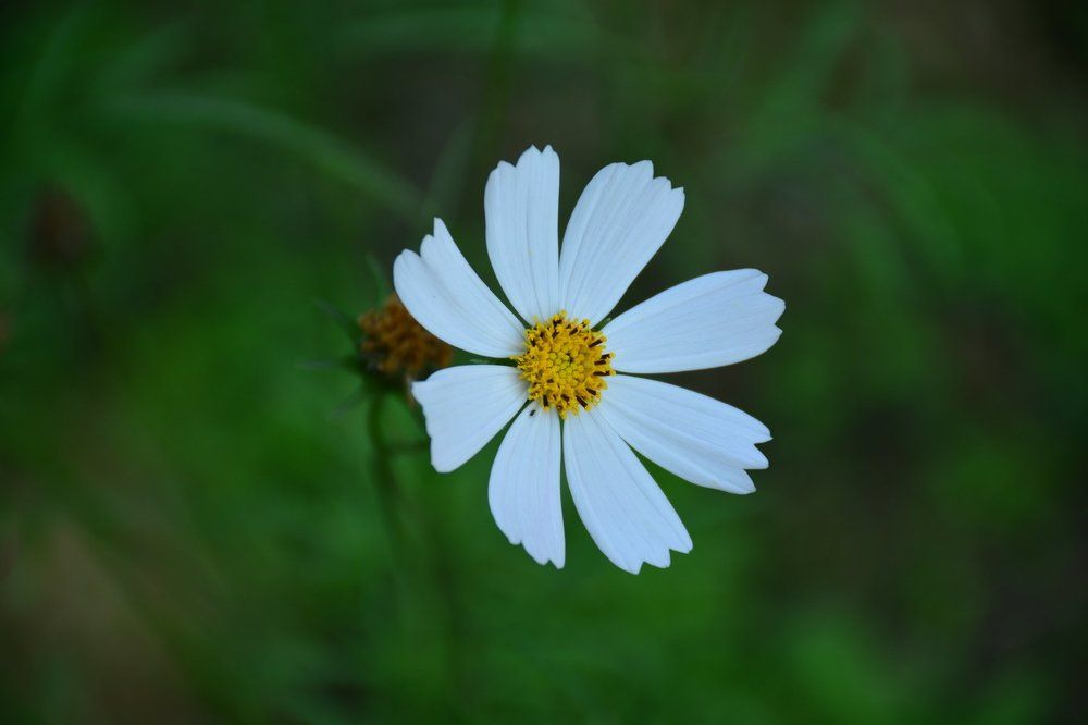 Photograph by  Shah Mohammed Sharifullah