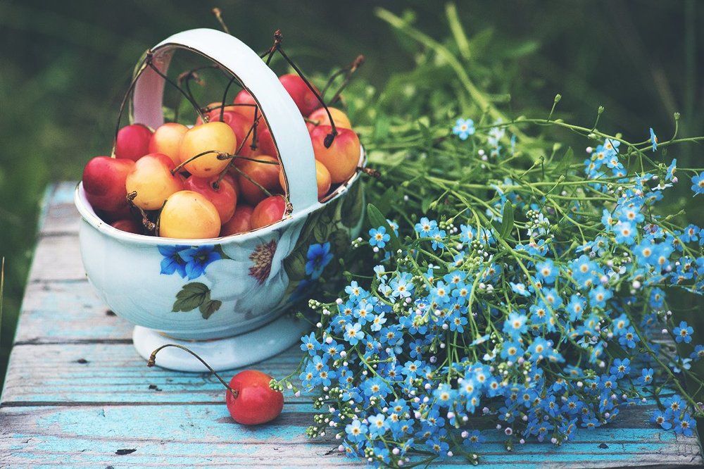 Незабудки с черешней