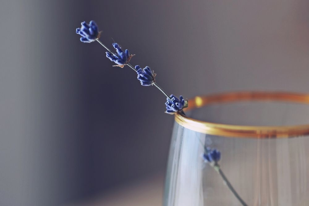little big lavender