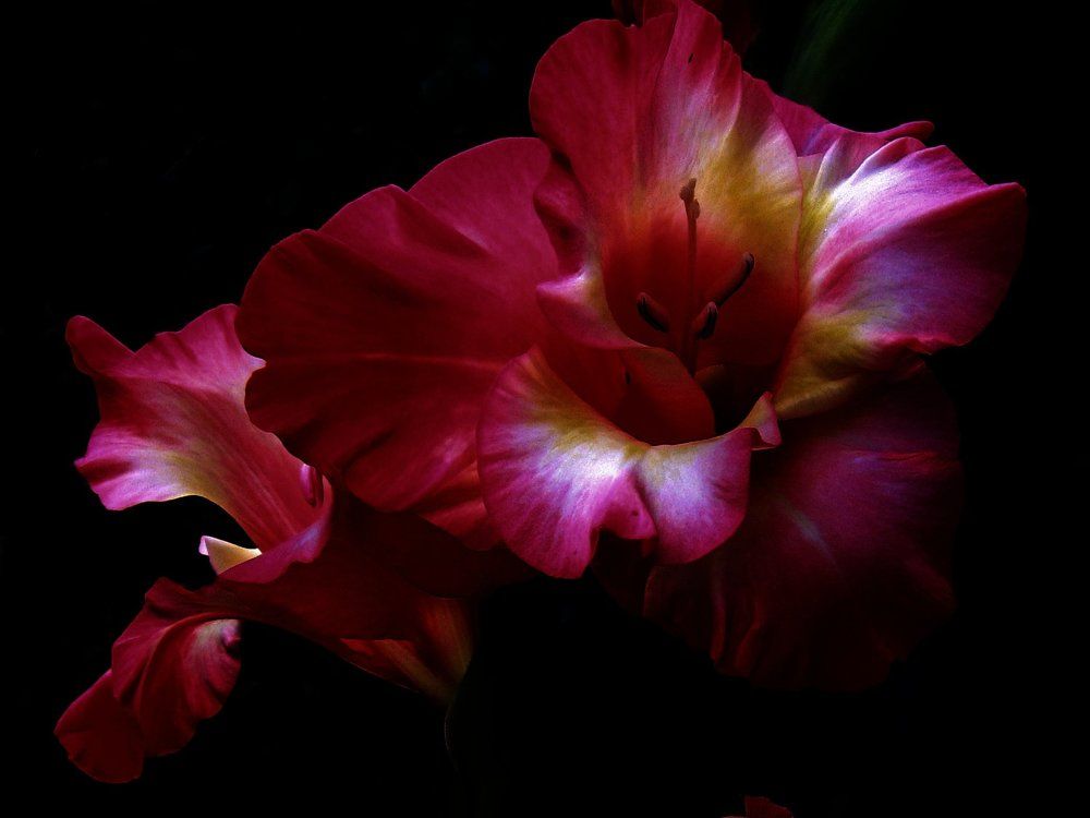 flower beauty