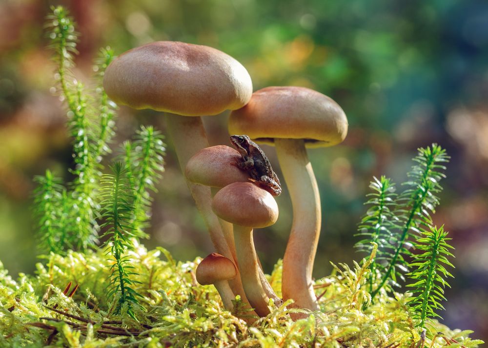 Летний день