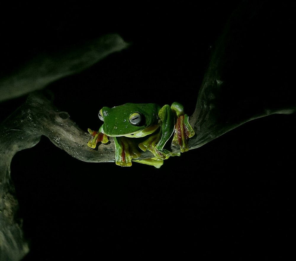 Malabar gliding frog
