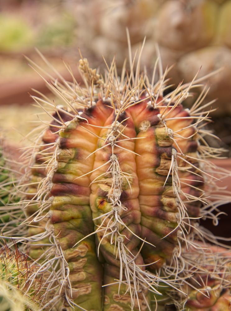 Photograph by Benyamin Nimayneb