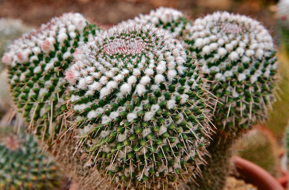 Photograph by Benyamin Nimayneb