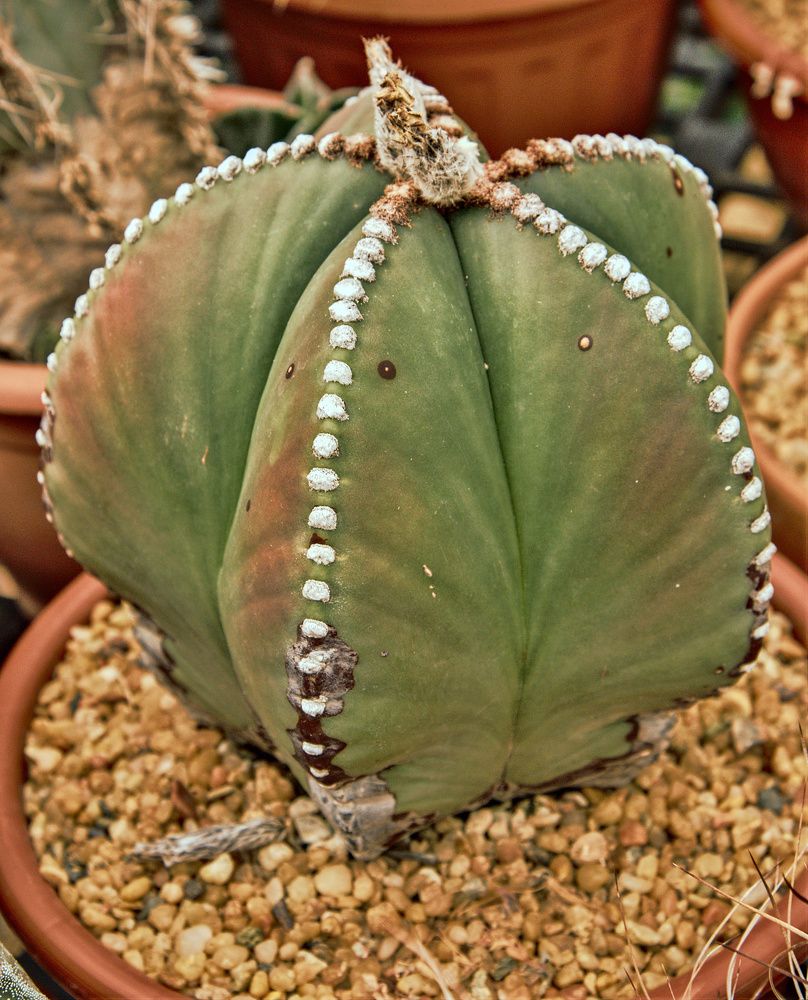 Photograph by Benyamin Nimayneb