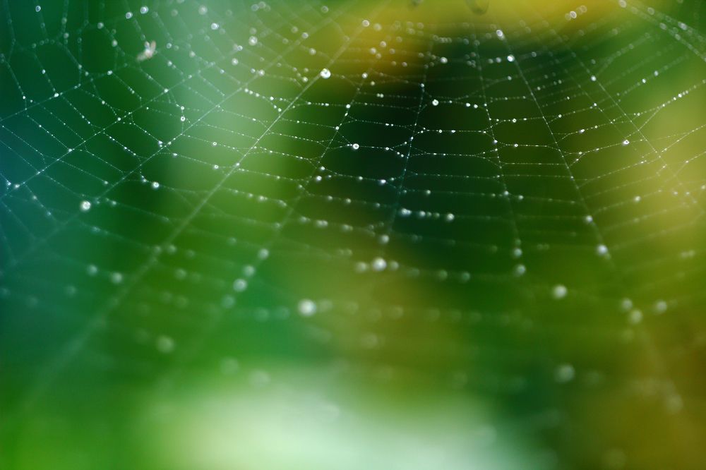 spider web