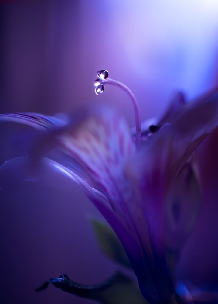 Ночная тишь в цветочных снах