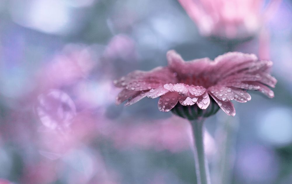 Летняя мелодия.