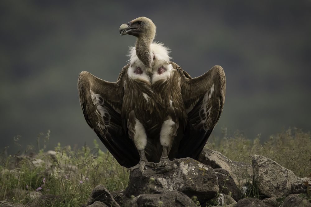 Bald vulture