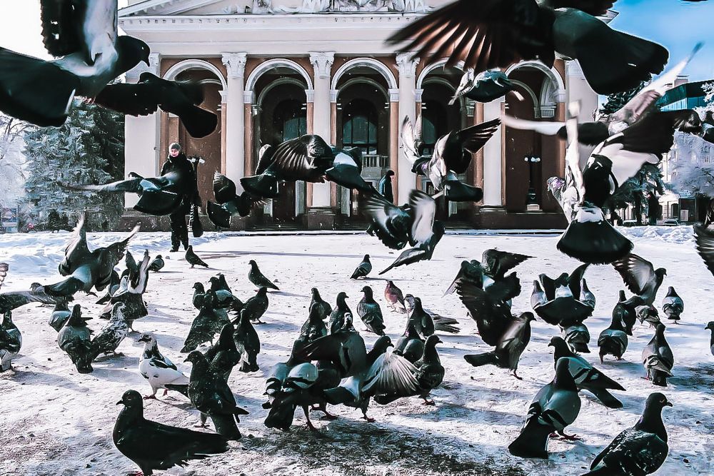 Взлет голубей