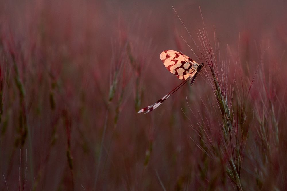 Нитекрылка