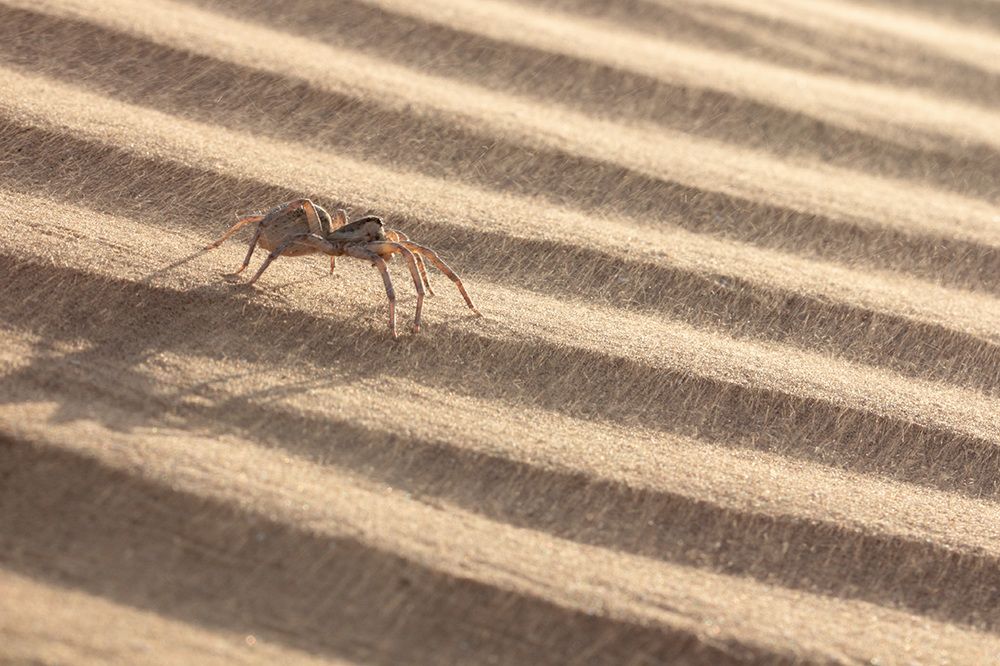 Долгая дорога в дюнах