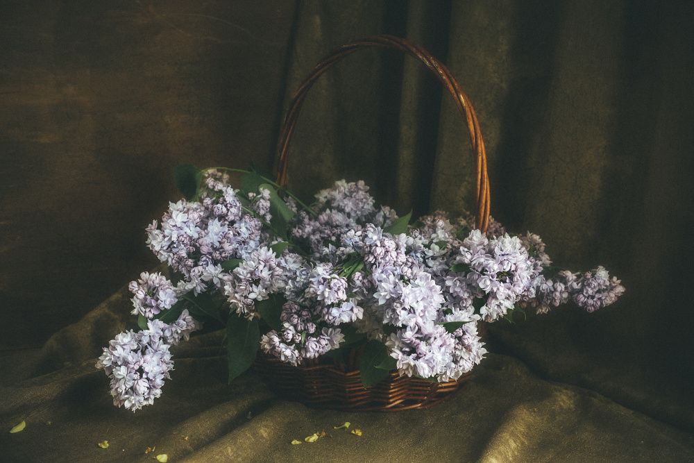 Сирень в корзине
