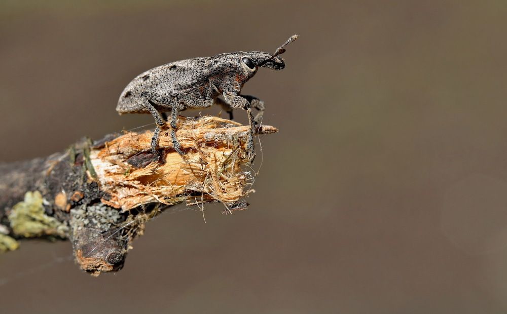 Photograph by Игорь Осипов