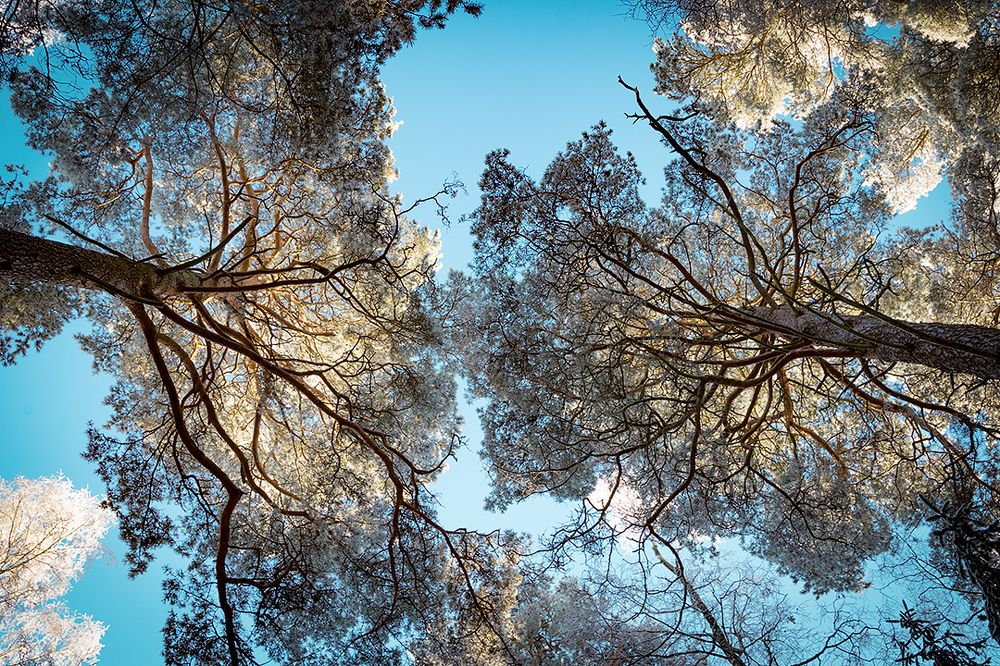 Мороз и солнце - день чудесный!