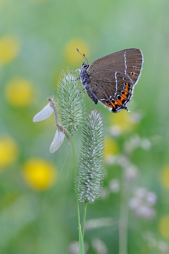 Восхождение на престол.
