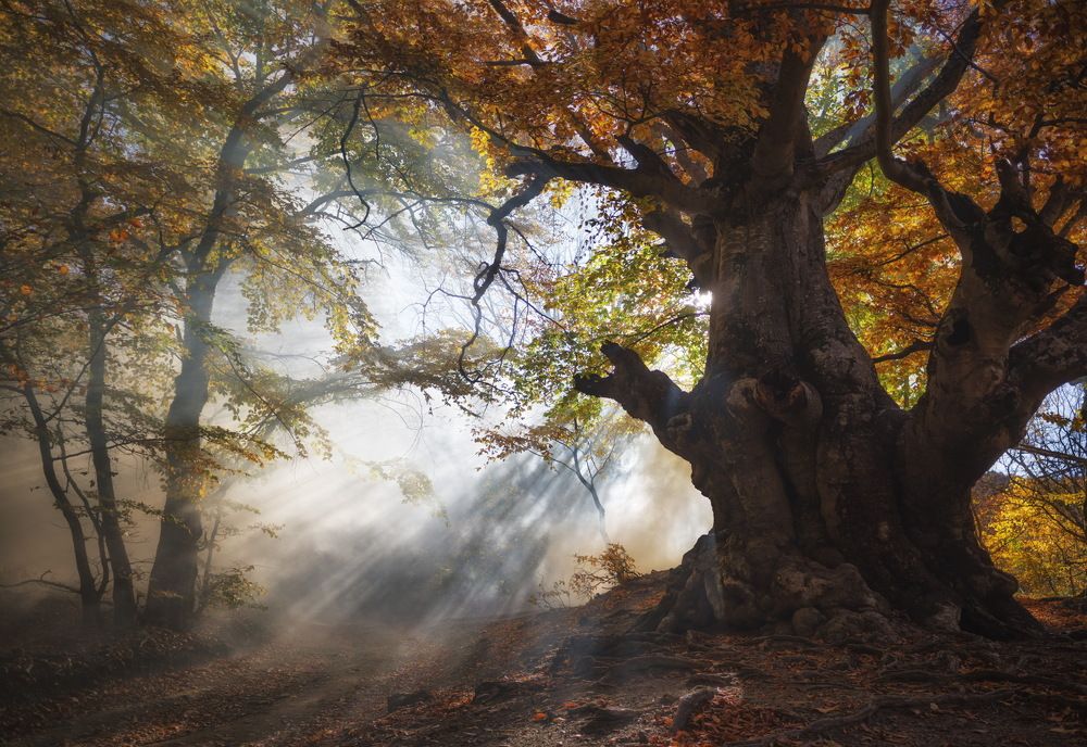 Туманное утро на Демерджи