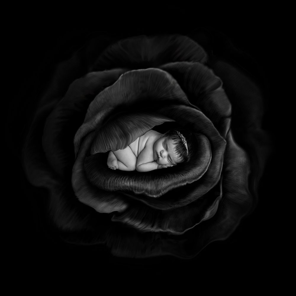 Black Rose