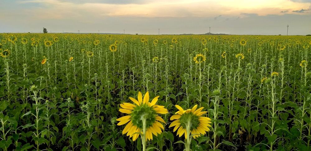Sunflower Farm