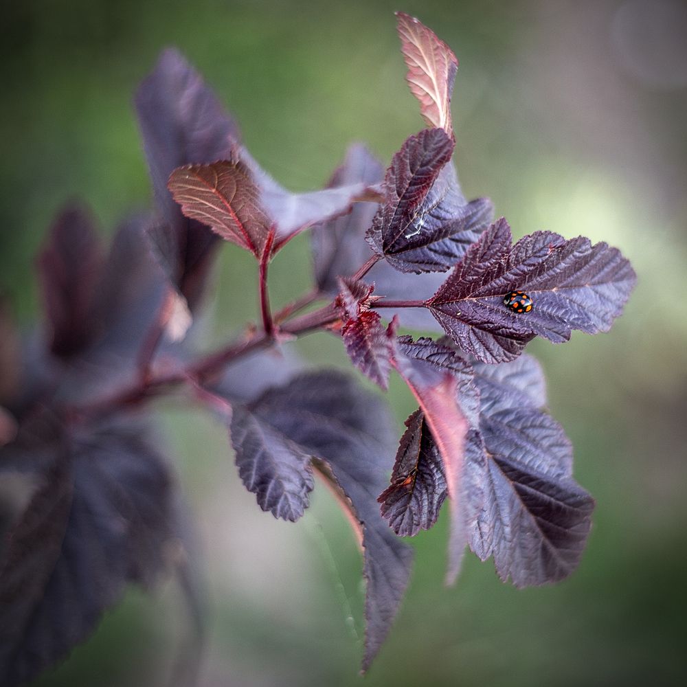 Photograph by Роман Рыбальченко