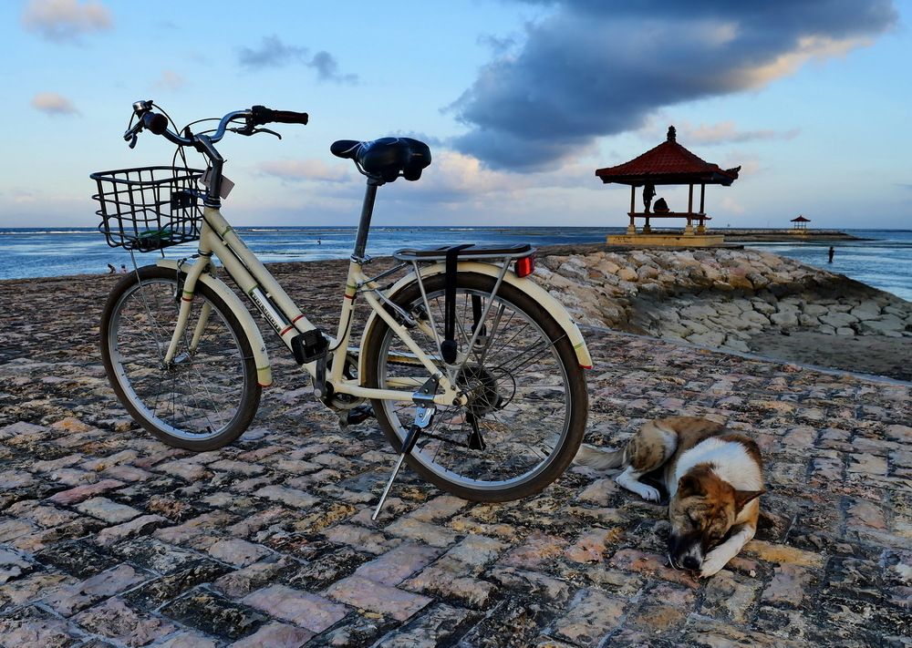 собака и велосипед