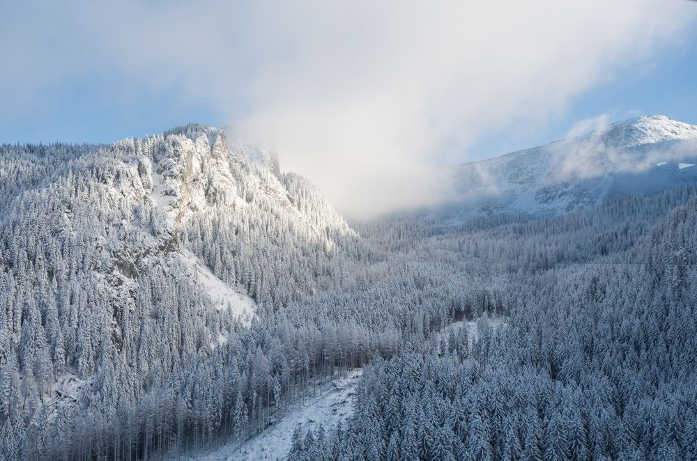 Победа белого