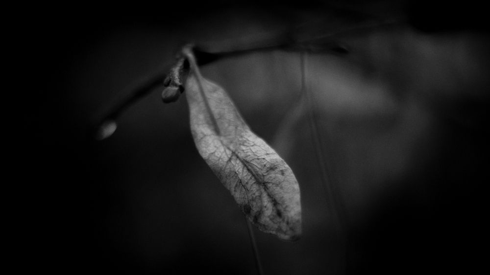 Photograph by Andrey Kronberg