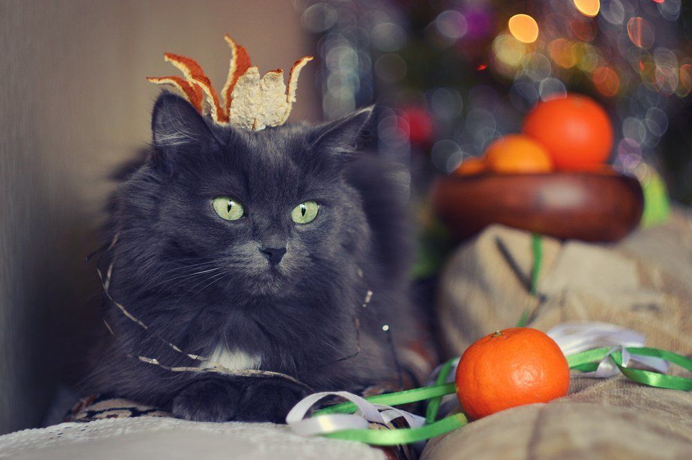 Мандариновая королева